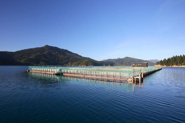 NZ King Salmon Farm